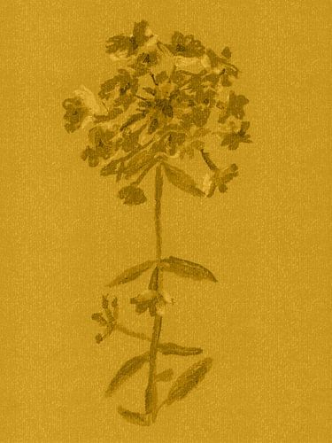 Kleurrijke vintage bloemen. Phlox in goud en oker.