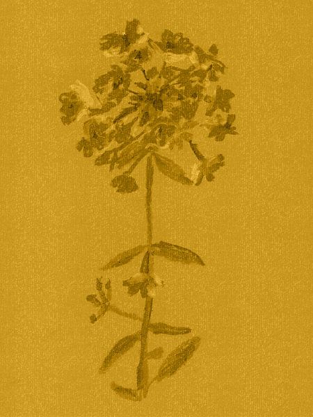 Bunte Vintage-Blumen. Phlox in Gold und Ocker. von Dina Dankers