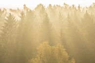 Conifers in tegenlich by Elroy Spelbos Fotografie thumbnail