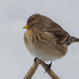 Twite by Rene Lenting