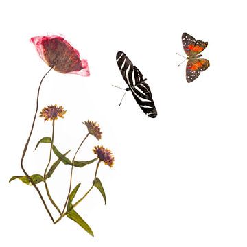 Papaver met vlinders van Anjo Kan