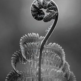 Plant deployment by Martine Affre Eisenlohr