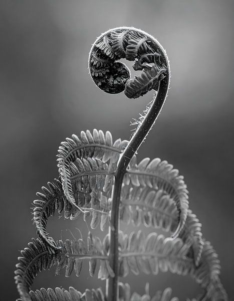 Plant deployment by Martine Affre Eisenlohr