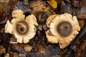 Champignon de terre à collier