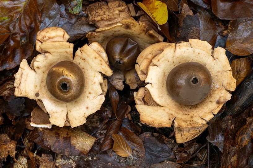 Champignon de terre à collier par Peter Bartelings
