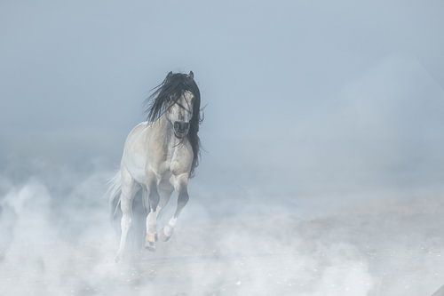 Mini horse on the beach.