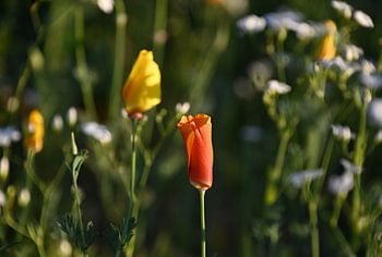 fleurs de bord de route