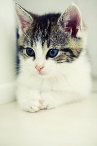 Katze