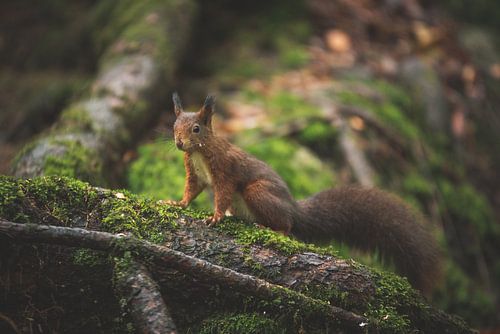 Eekhoorn met nootje in het bos