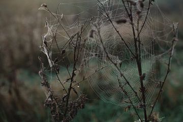 Spinnenweb van Texas van Egmond