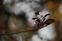 blossom