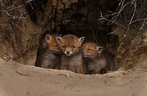 3 Jungtiere