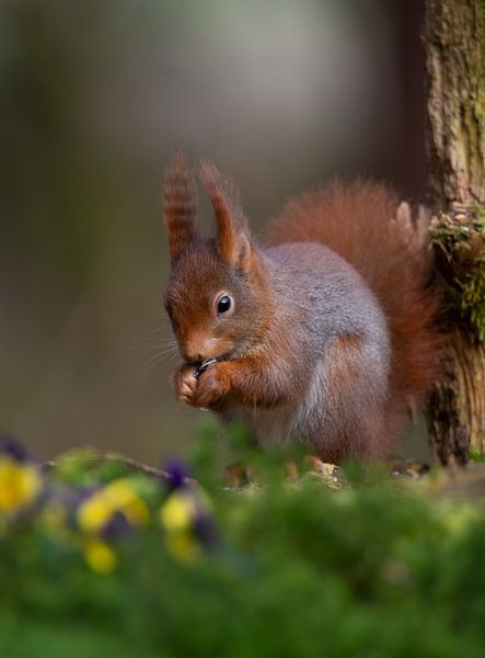 Eichhörnchen von Roelinda Tip