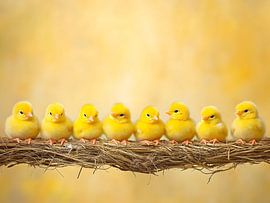 Chicks on the branch