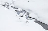 White-throated Dipper (Cinclus cinclus) in winter wonderland by Beschermingswerk voor aan uw muur thumbnail