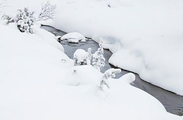 White-throated Dipper (Cinclus cinclus) in winter wonderland by Beschermingswerk voor aan uw muur
