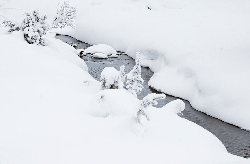 Waterspreeuw (Cinclus cinclus) in de winter van Beschermingswerk voor aan uw muur