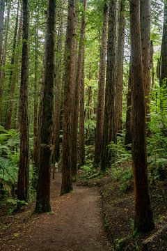 Pad door Sequoia bos bij Rotorua van Niek