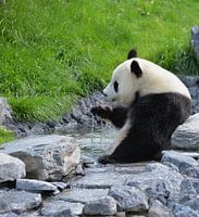 pandabeer drinkend