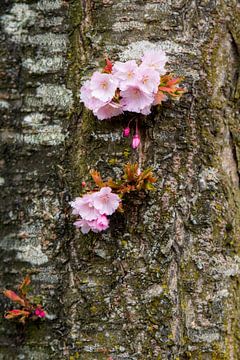 Rosa Blüte auf einem Baumstamm von Francis Dost