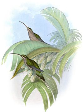 Cayenne Hermit, John Gould van Hummingbirds