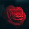 Rode roos, bloem in focus van Fotos by Jan Wehnert