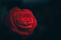 rote Rose, Blüte im Fokus von Fotos by Jan Wehnert Miniaturansicht
