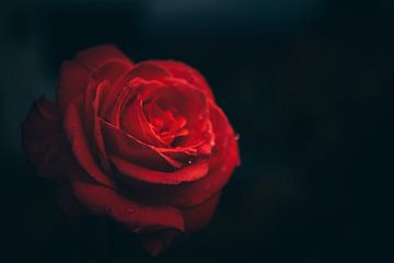 Rose rouge, fleur au point sur Fotos by Jan Wehnert