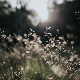 Ochtendlicht in het gras van Alieke Eising