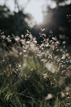 La lumière du matin dans l'herbe