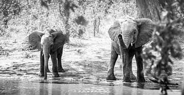 Twee olifanten: Samen zijn we sterker, kom maar op! van Marjolein Fortuin