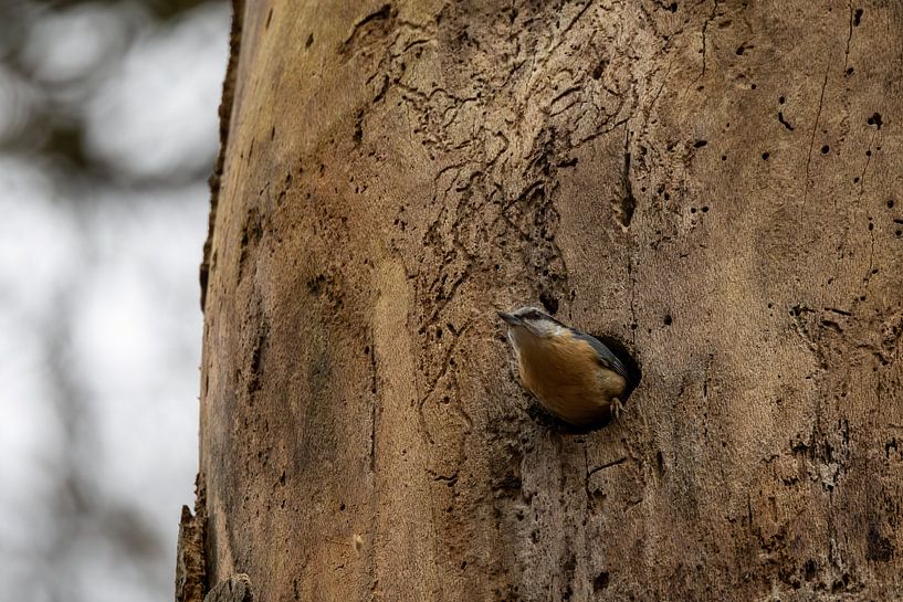 Nuthatch by SchumacherFotografie