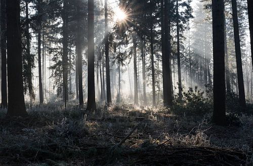 sunbeams in winter landscape