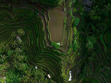 Riz en terrasse de Tegallalang Bali sur Wanderlier Photography