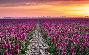 Le printemps sous une forme optimale