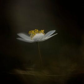 Rampenlicht von Remco loeffen