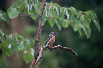 Ijsvogel in de regen, omgeving Veendam, Groningen van Karin van Rooijen Fotografie