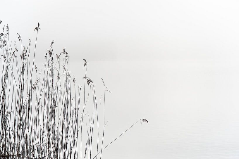 Calming Reed by Wim Slootweg