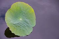 Blatt Seerose