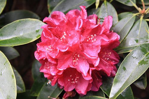 Rhododendron