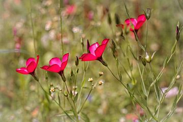 Rode Phlox van Rob Boon