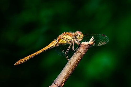De Bruinrode Heidelibel
