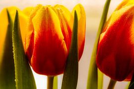 Tulpen by Karel Warburg