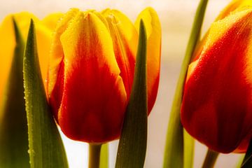 Tulpen van Karel Warburg