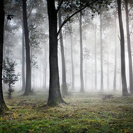 Mystic by Elwin Borgman