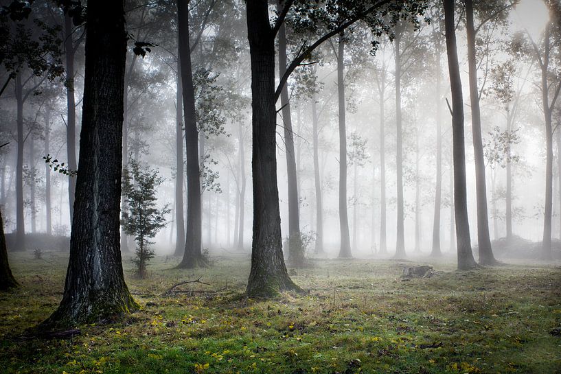 Mystisch von Elwin Borgman