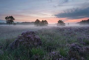 Sunrise over the purple heather