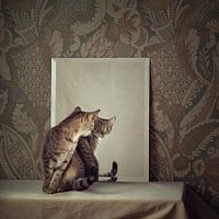 Cat behaviour series - Puss, am I? (version 1)
