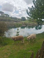 Sheep