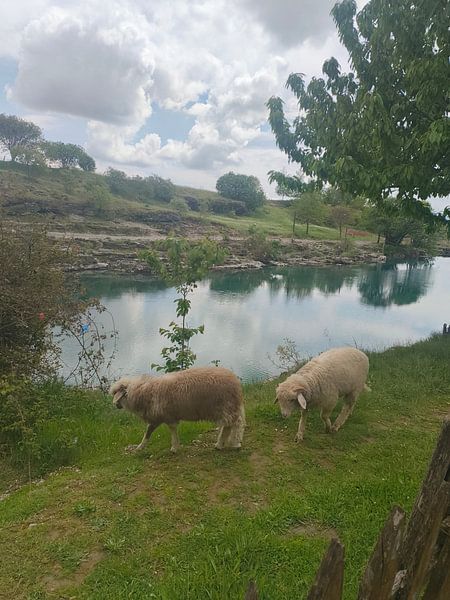 Sheep by Salome Tappeiner